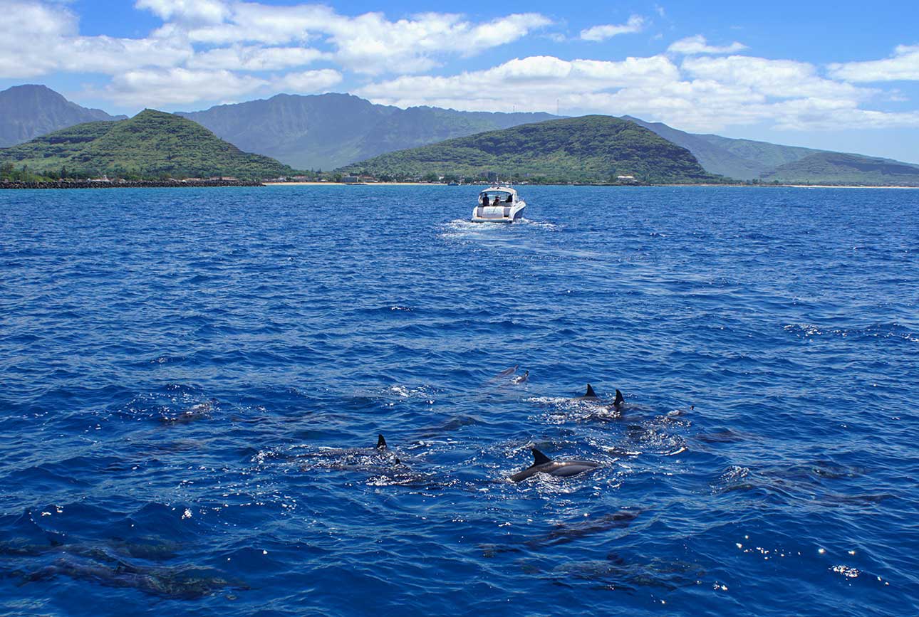 イルカたちが楽しそうに泳ぐ姿を間近に見たり