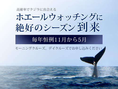 ホエールウォッチングに絶好のシーズン