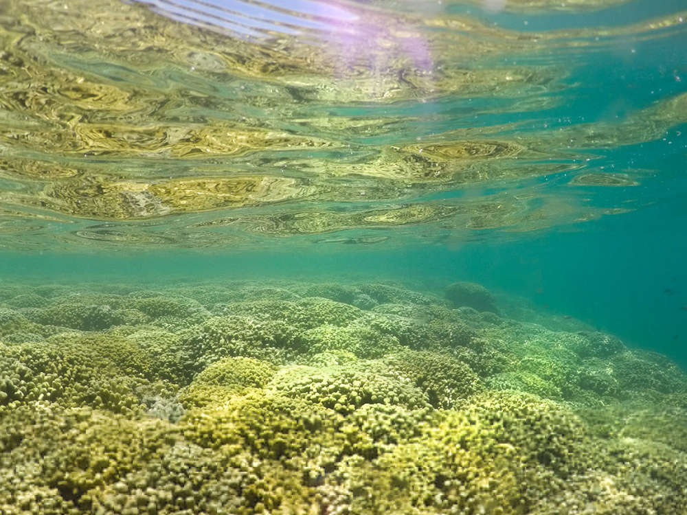 Coral – Creatures of the sea Part I