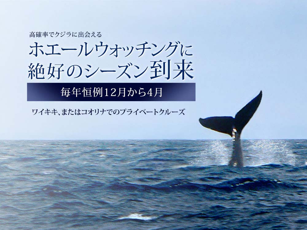 ハワイでホエールウォッチングに絶好のシーズン