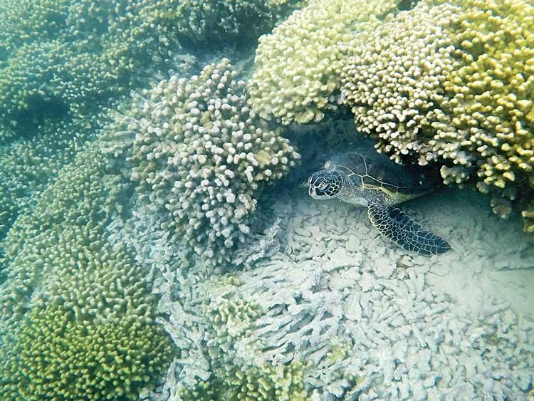 Hawaiian Green Sea Turtle