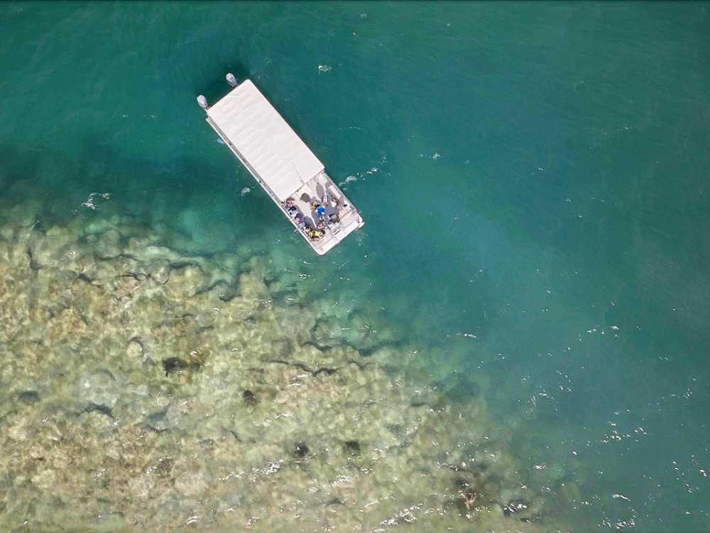 Best turtle watch spot in Oahu
