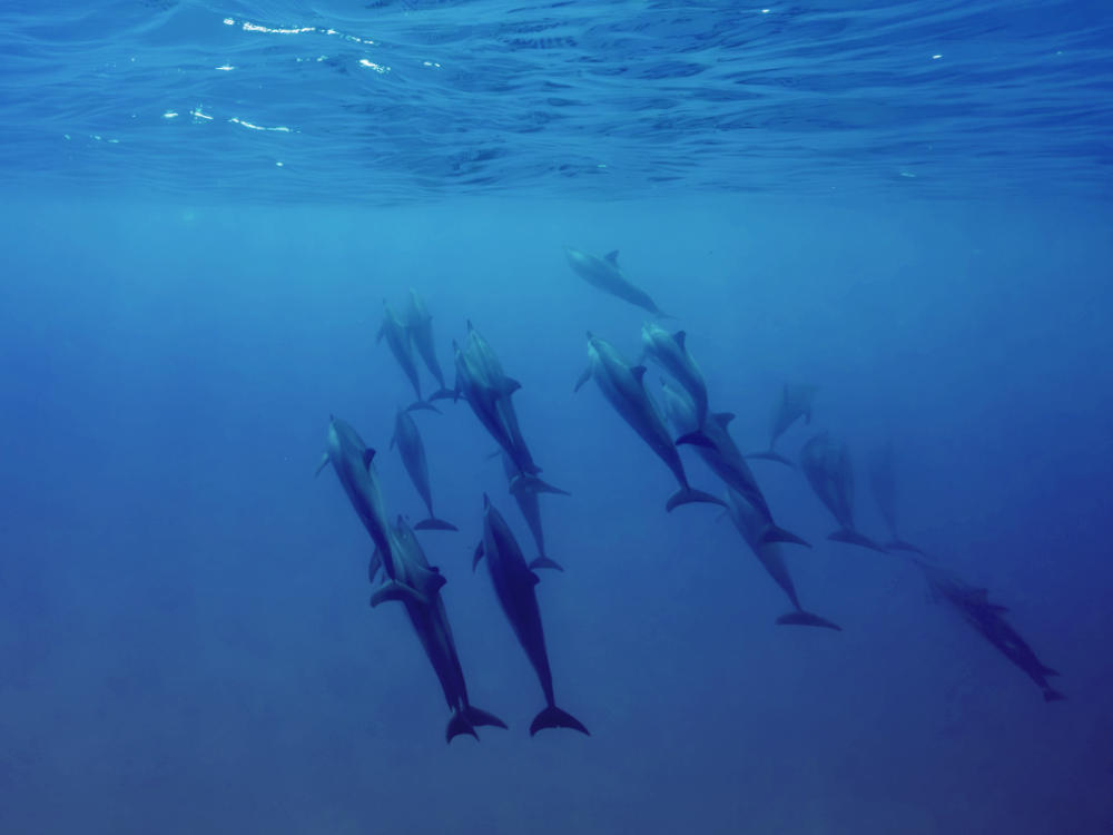 Dolphins in Ko Olina