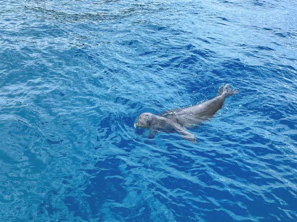 Hawaiian Monk Seal