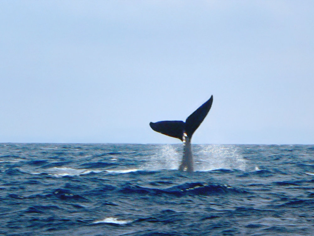 Humpback whales