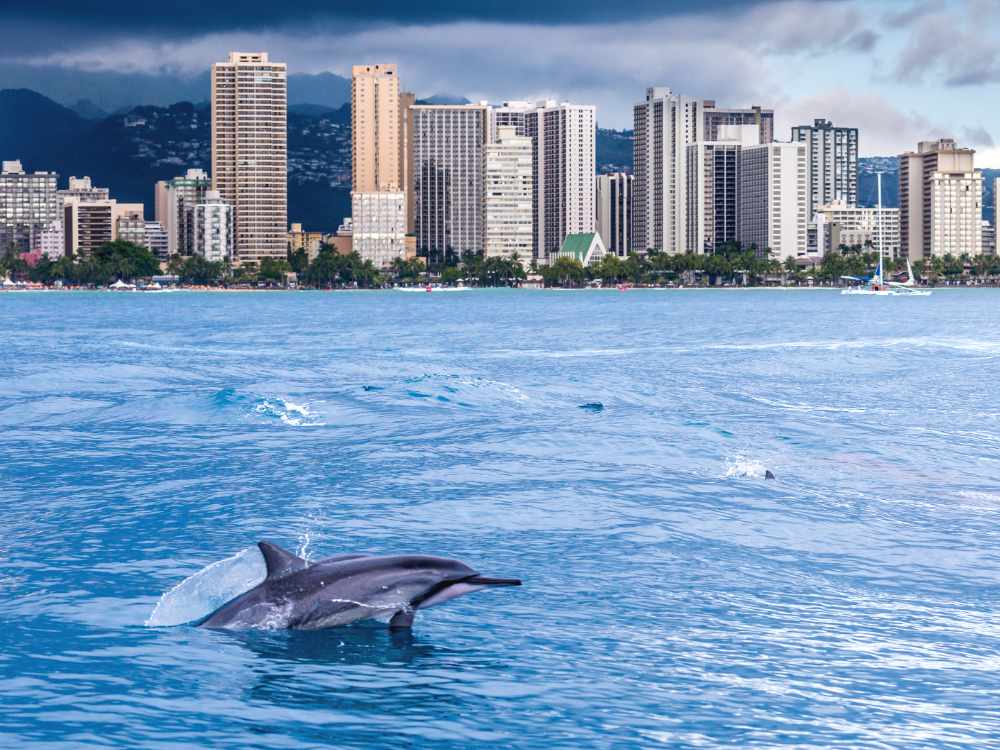 Dolphins in Waikiki