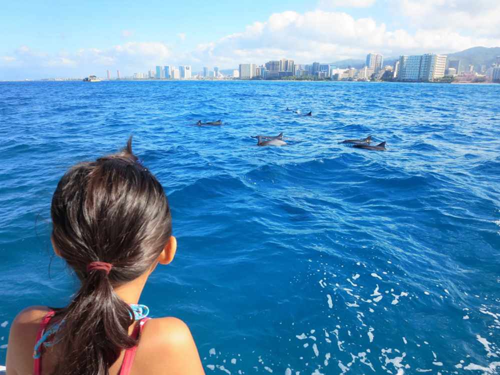 Dolphins in Waikiki