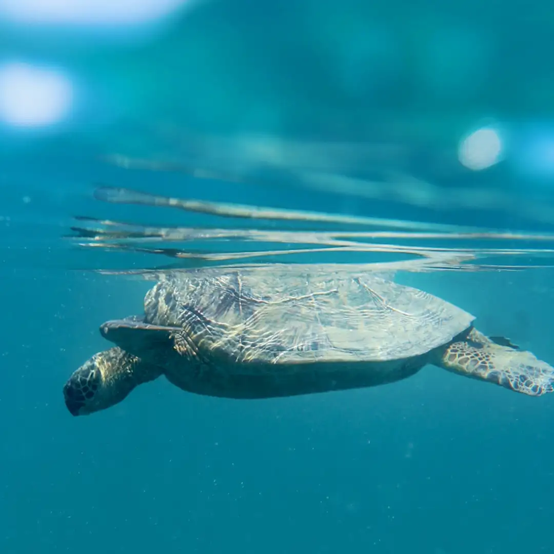 See the beauty of Hawaii | The Kaneohe Bay Sandbar