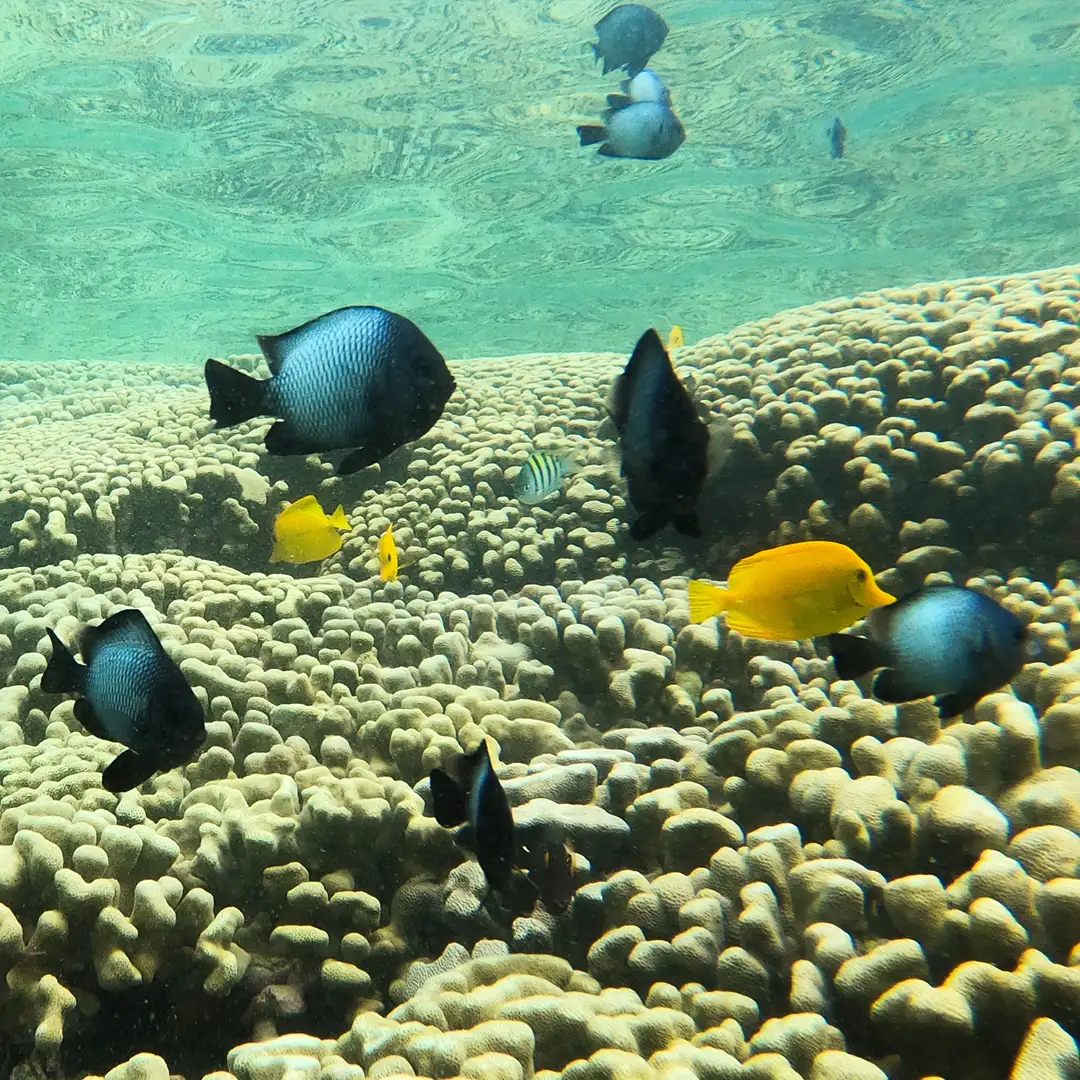 Find the Hawaii Endemic Fishes | The Kaneohe Bay Sandbar