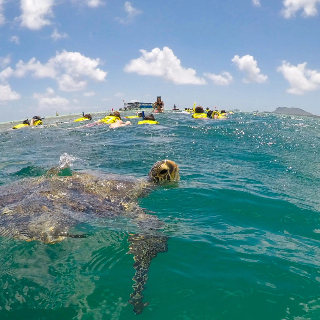 Your safety comes first | The Kaneohe Bay Sandbar