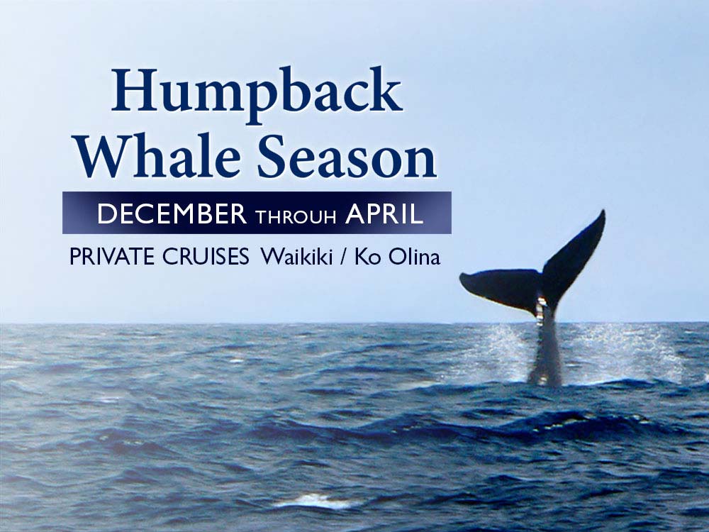 The best season for whale watching on Oahu