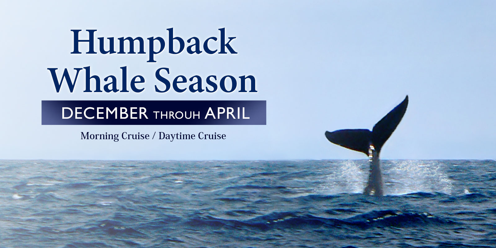 The best season for whale watching on Oahu