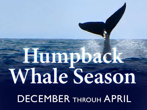 The best season for whale watching on Oahu