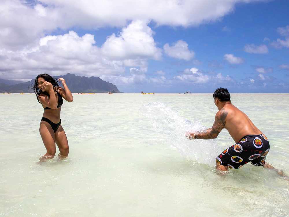 Turtle Kaneohe sandbar