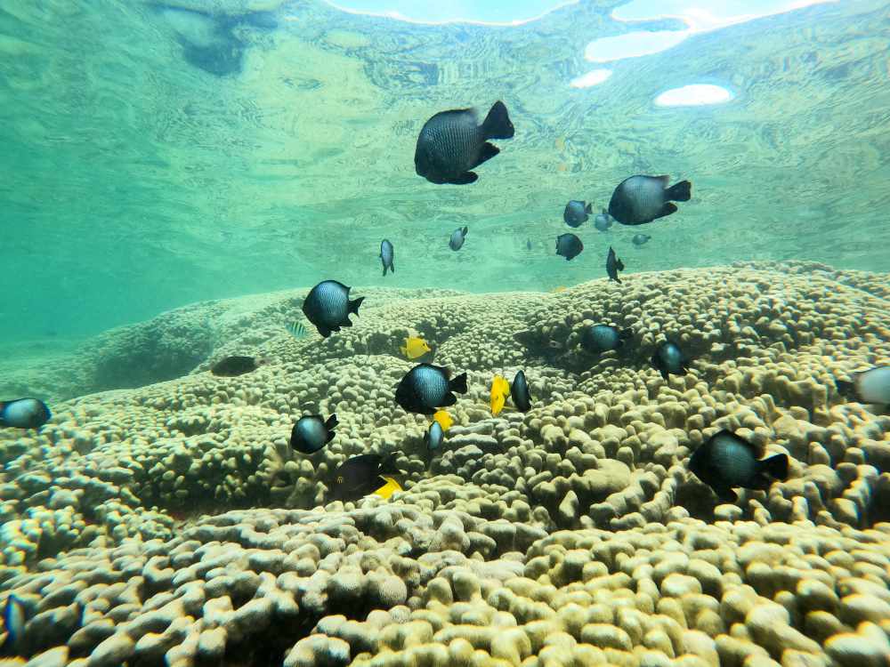 Turtle Kaneohe sandbar