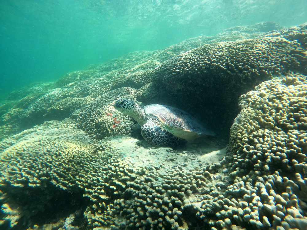Turtle Kaneohe sandbar