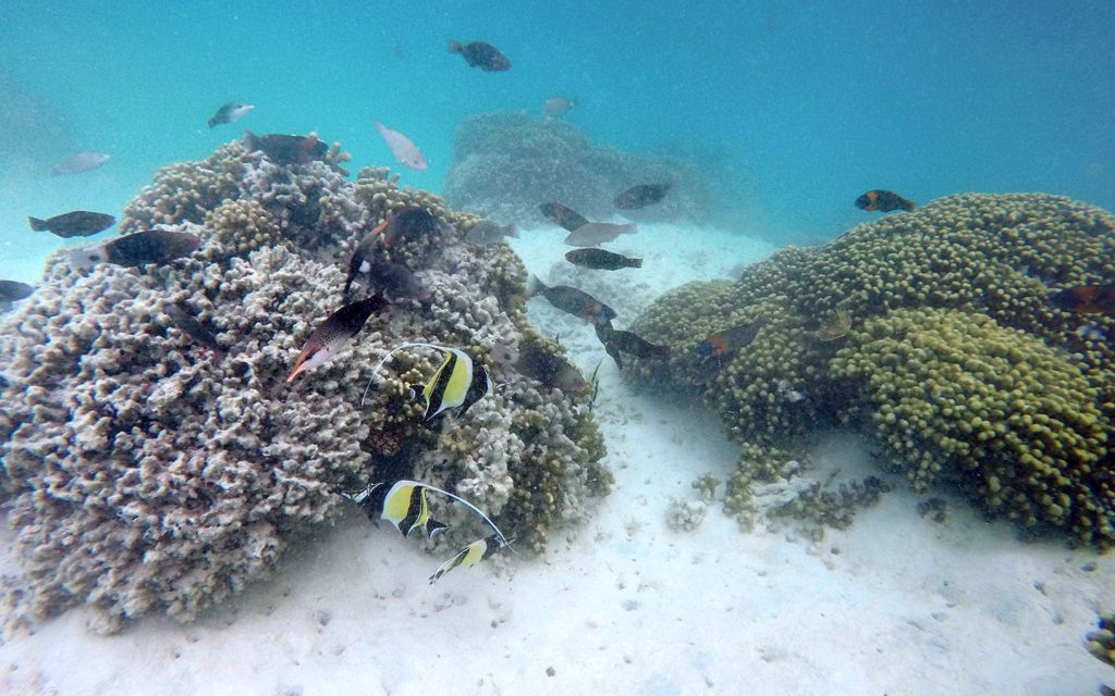 ハワイだけでなく、世界各国で問題となっているサンゴ礁の白化現象