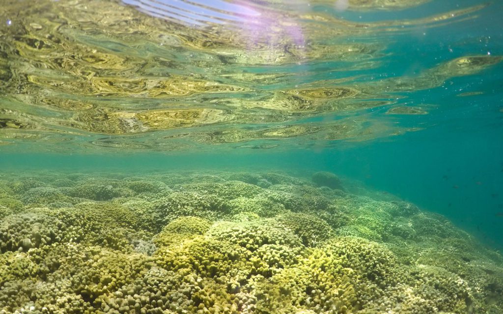 Coral reef in Kaneohe Bay