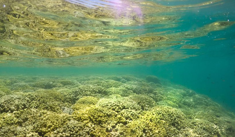 Corals in Kaneohe Bay