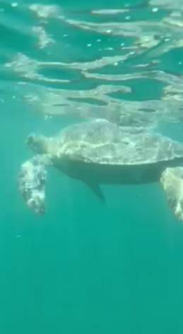 ウミガメ初体験