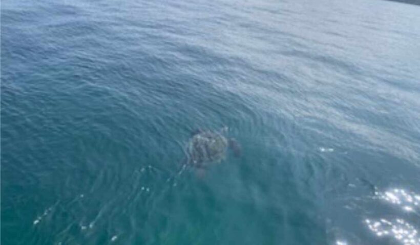 最高でした! クチコミ 天国の海🄬ツアー