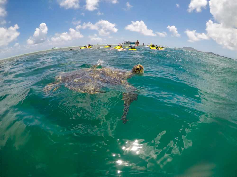 カネオヘ湾でシュノーケル
