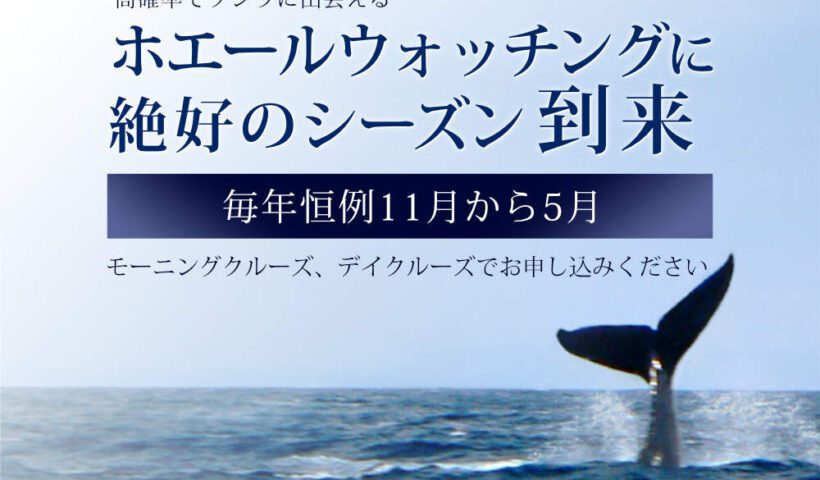 Whale Season in Oahu