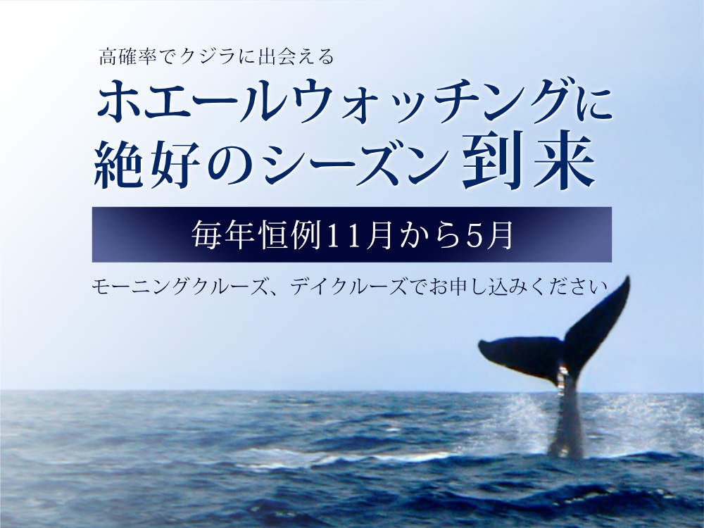 Whale Season in Oahu