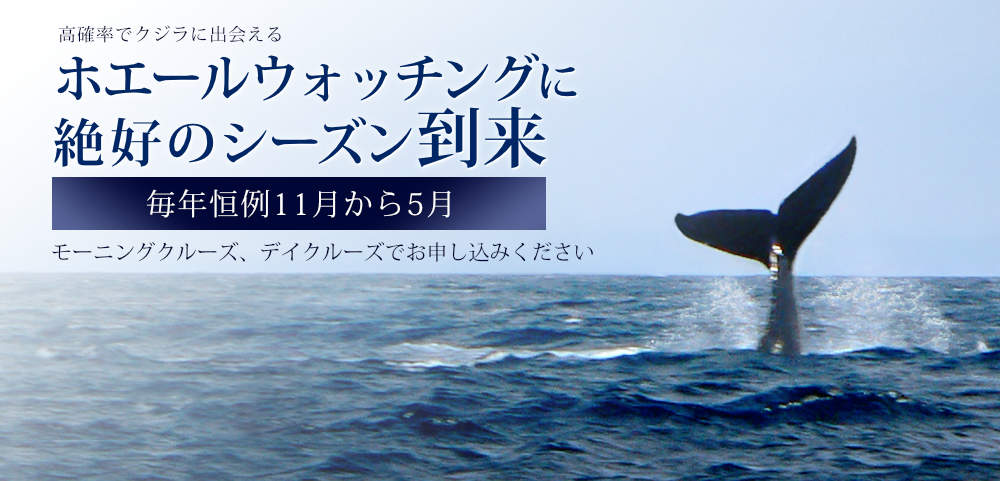 Whale Season in Oahu