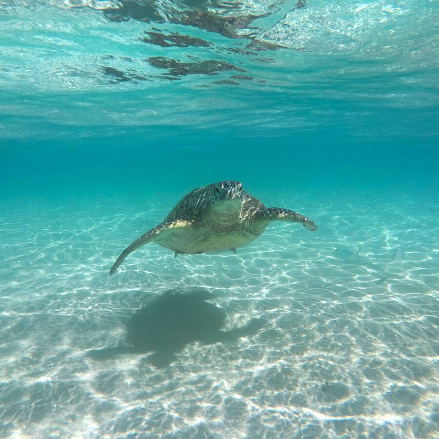 Honu on the Kaneohe Bay
