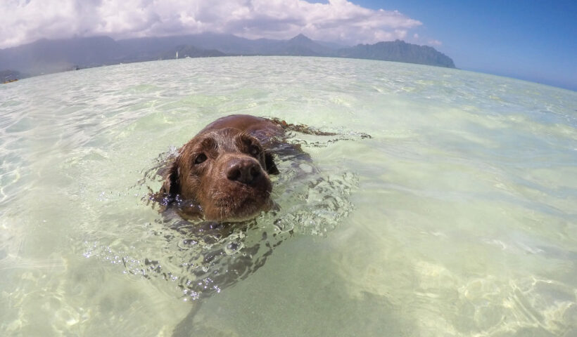 ハワイの海で愛犬と楽しめる サンドバーツアー 1
