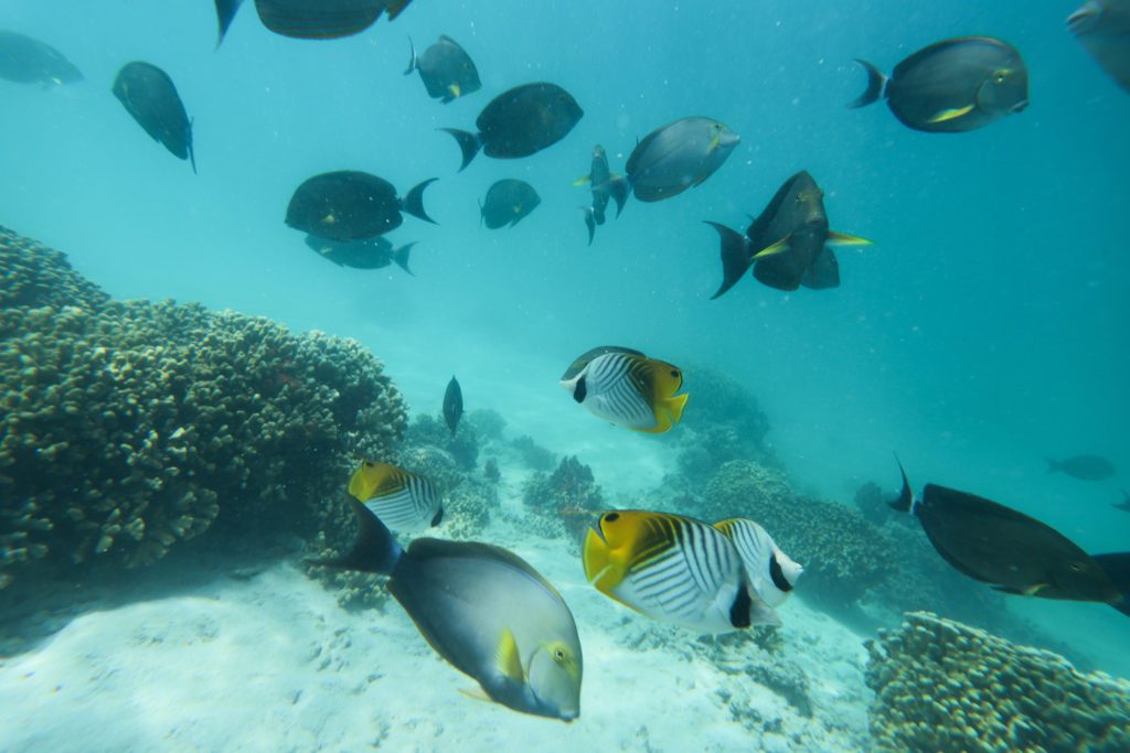 Fish that are encountered during Captain Bruce's snorkeling tour