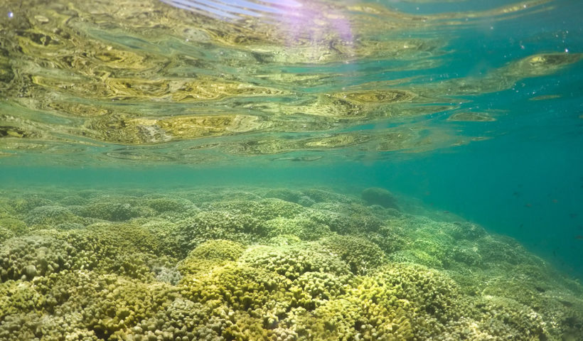 Coral Reefs in Kane'ohe Sandbar, Hawaii