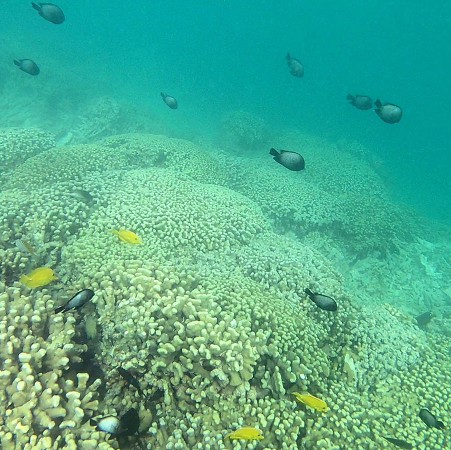 Coral Reefs in Kane'ohe Sandbar, Hawaii