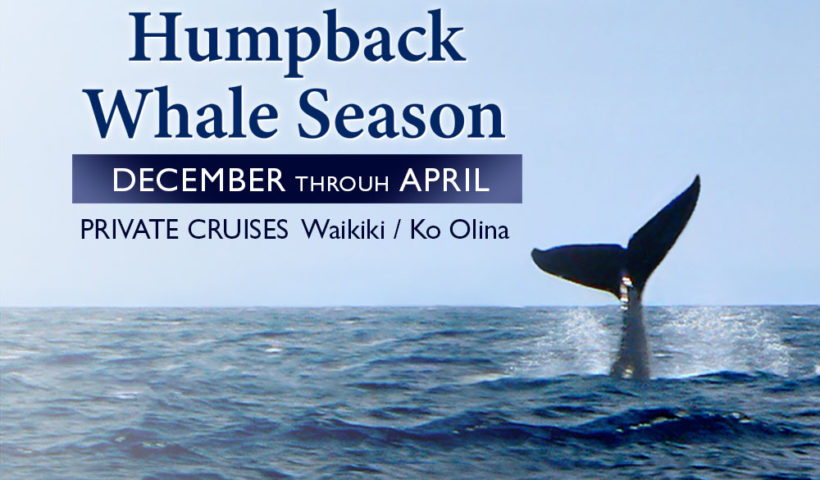 Whale season in Oahu