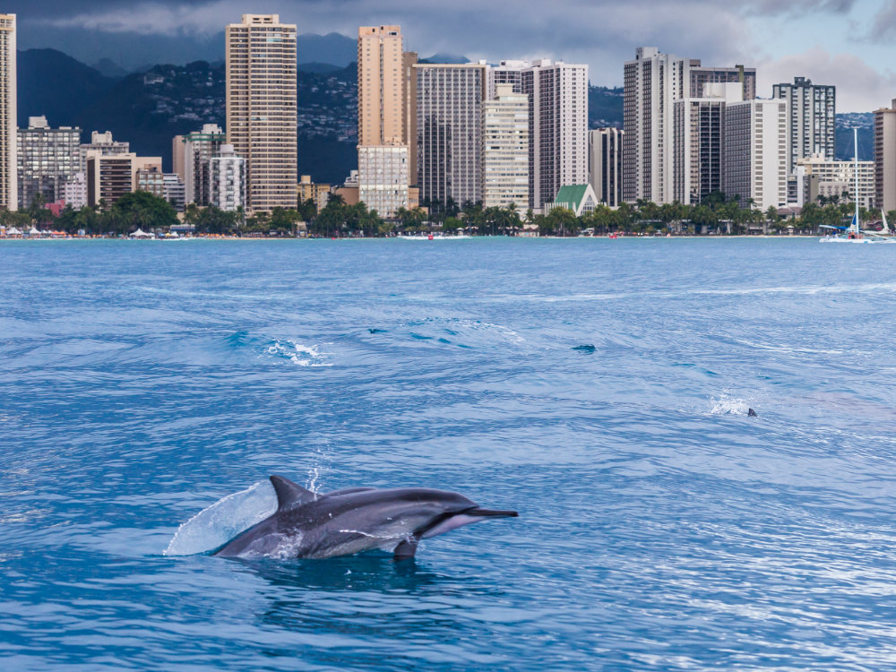Dolphins in Waikiki