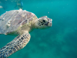 Turtle Encounters Sandbar Oahu