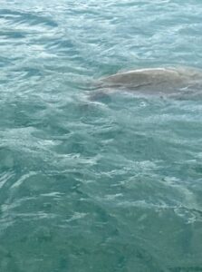 Sandbar Boat cruise