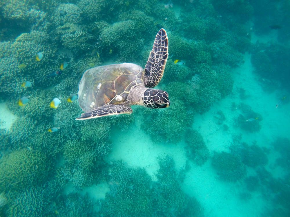 Underwater world - Turtles in Kaneohe Bay