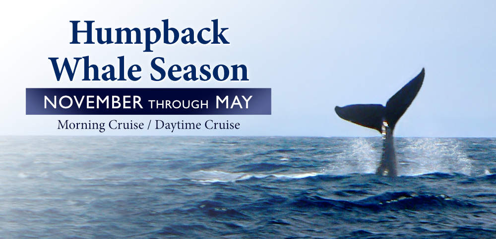 Whale Season in Oahu