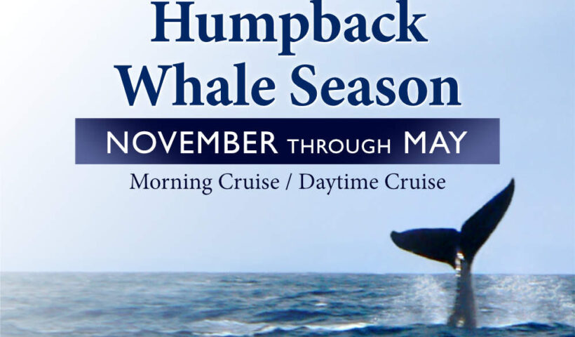 Whale Season in Oahu