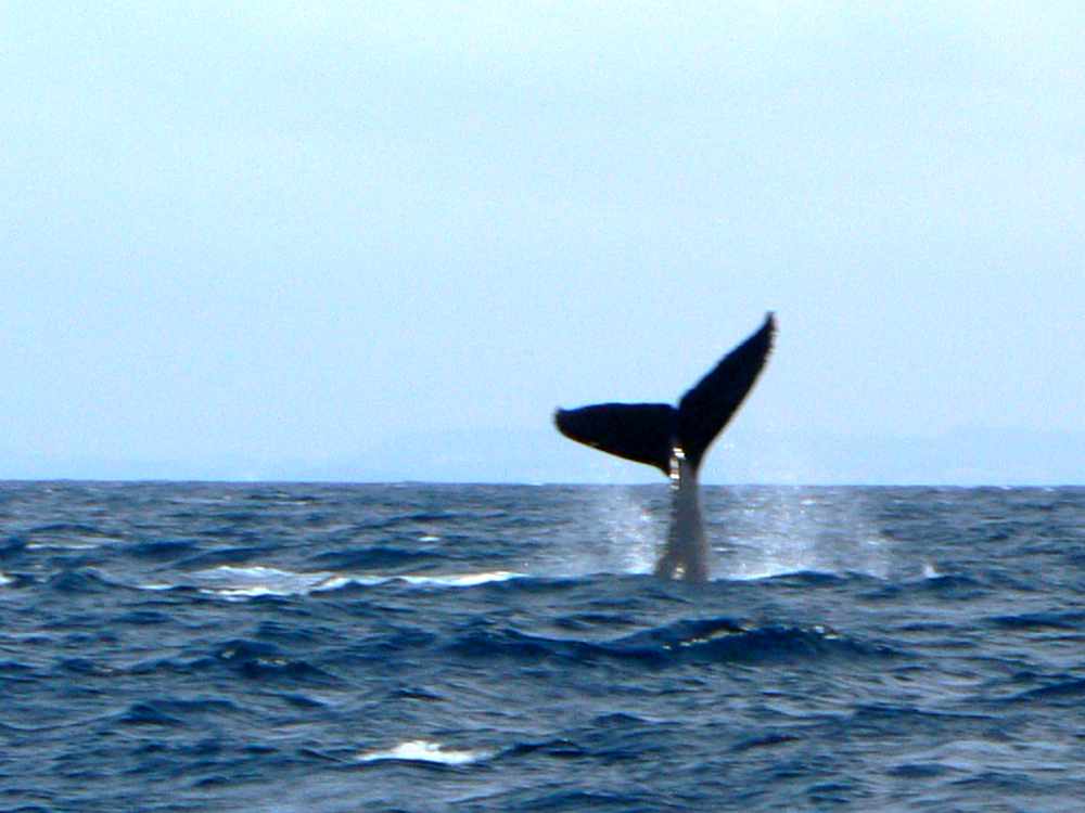 Whale Season in Oahu