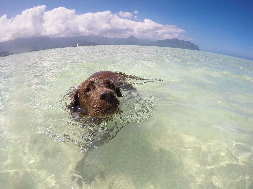 Hawaii dog friendly adventures 1