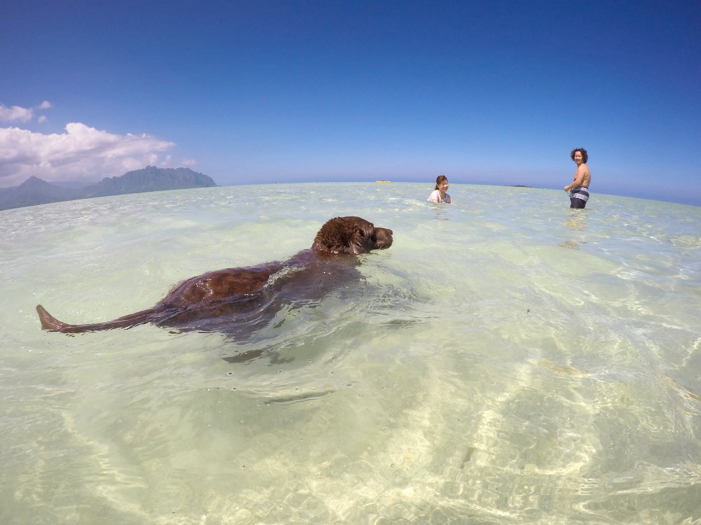Hawaii dog friendly adventures 2