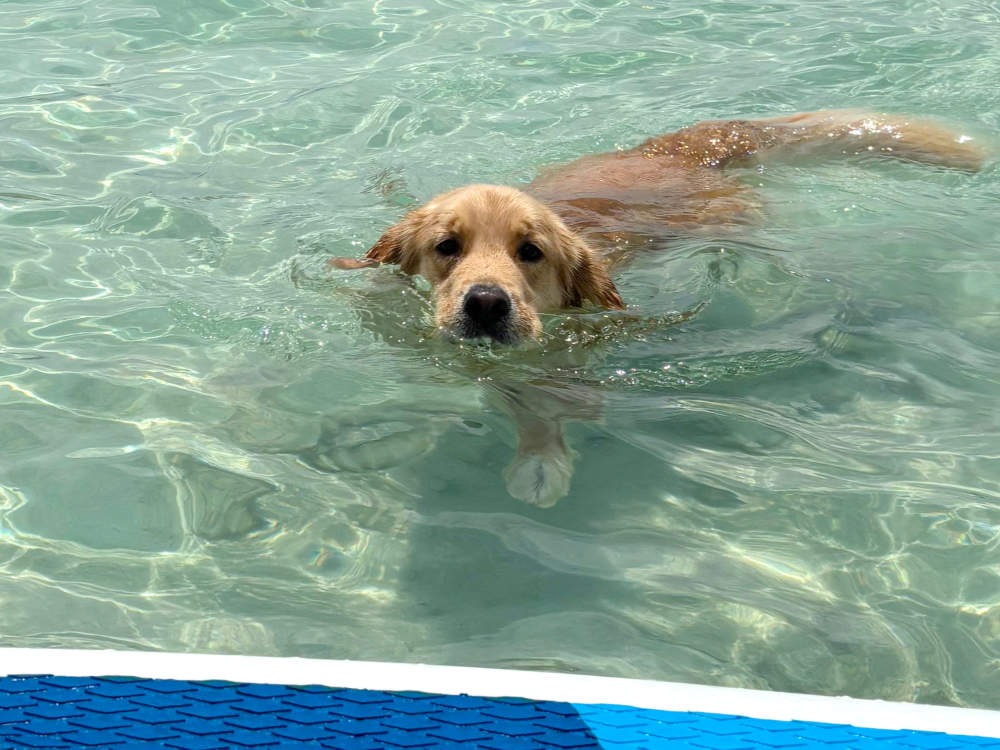 Hawaii dog friendly adventures 5