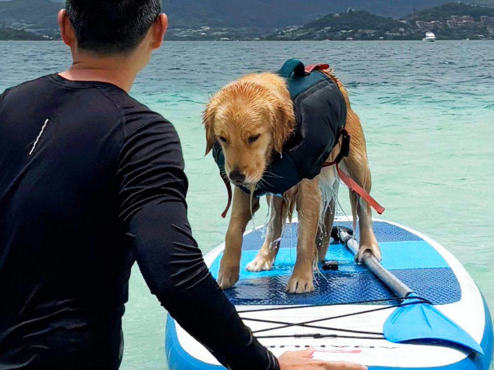 Hawaii dog friendly adventures 6